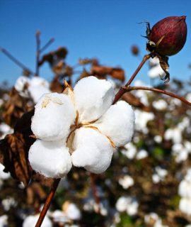 Fenología del algodón Solagri