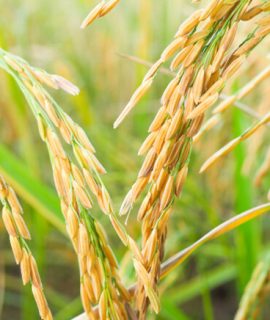 Fenología del arroz Solagri