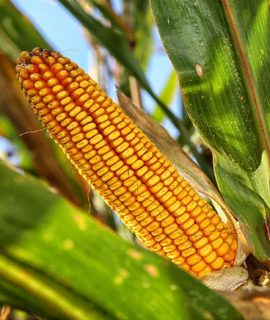 Fenología del maíz Solagri