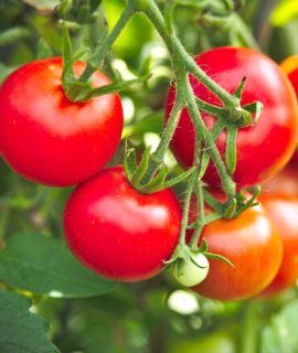 Fenología del tomate Solagri