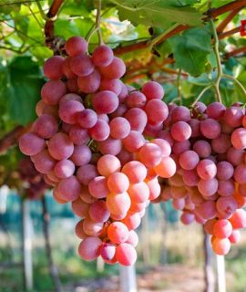 Fenología de la uva Solagri