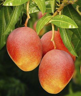 Fenología del mango Solagri